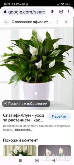 Спатифиллум