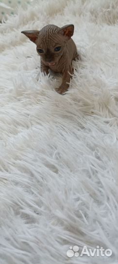 Канадский сфинкс