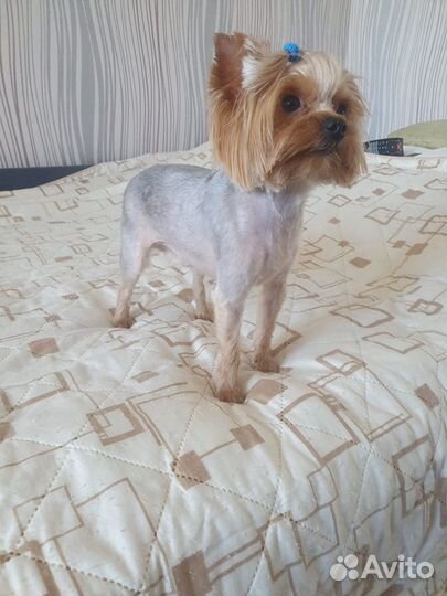 Вязка кобель ищет невесту