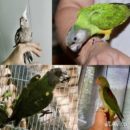 Сенегальский, корелла, александрийский попугаи