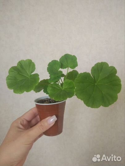 Пеларгония герань