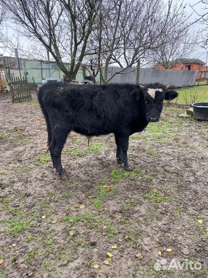 Бычки и быки