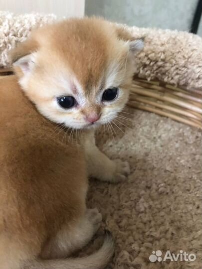 Шотландские котята