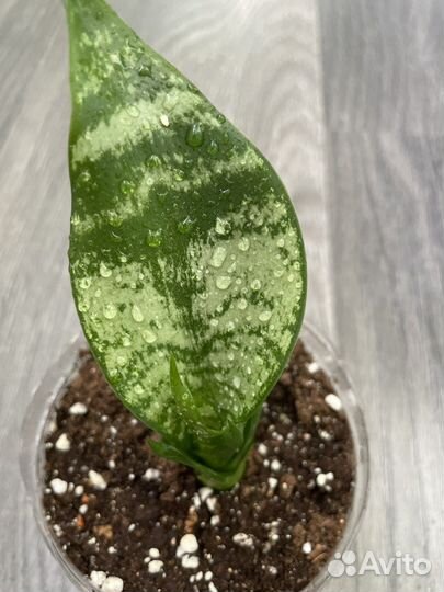 Сансиеверия