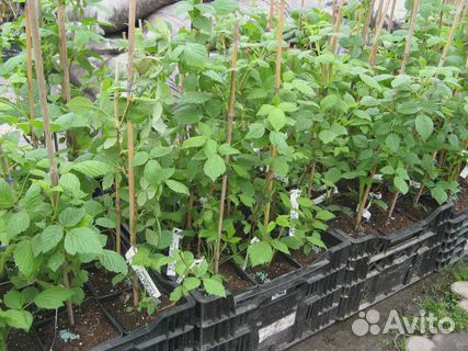 Саженцы малины маравилла