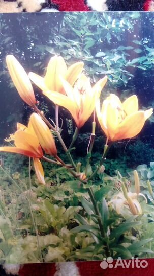 Саженцы, рассада