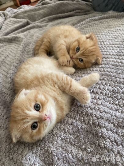 Британские котята