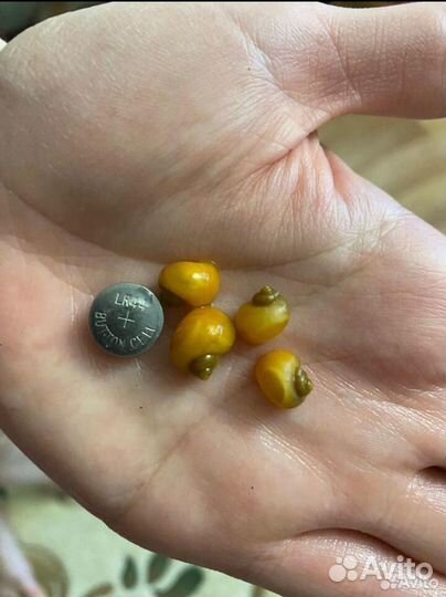 Улитки ампулярии