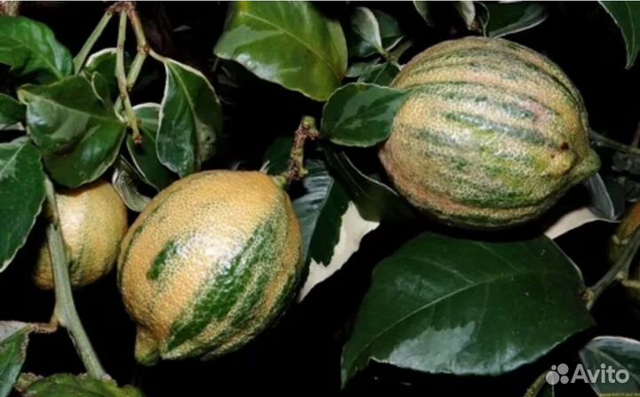 Лимон Эврика Пинк вариегатный