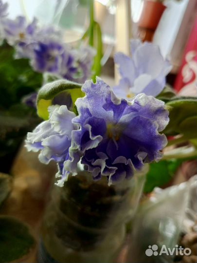 Цветущие фиалки