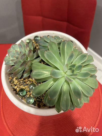 Суккуленты набор