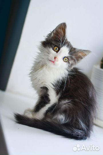 Котенок из Шебекино