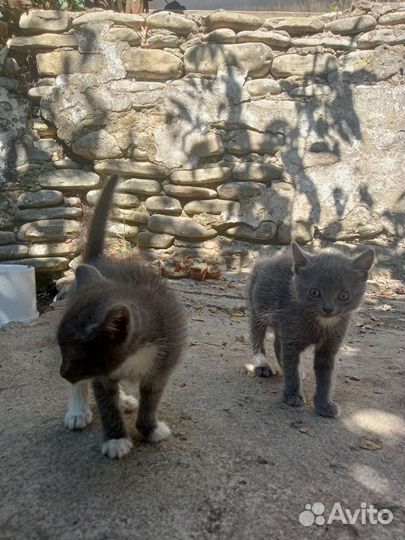 Отдам котят в добрые руки