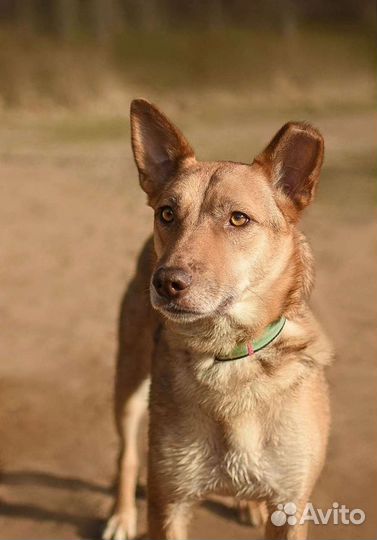 Собака в добрые руки отдам бесплатно