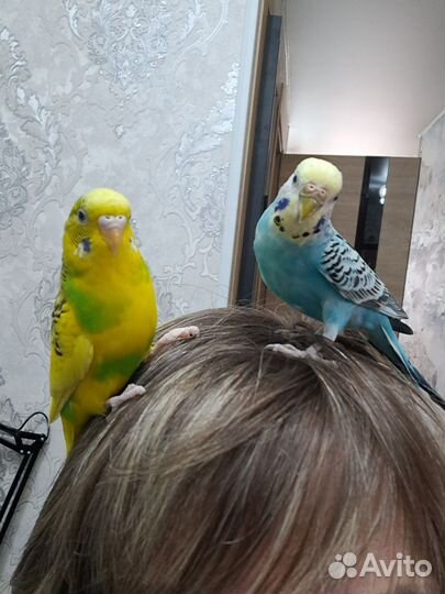 Волнистый попугай ручной