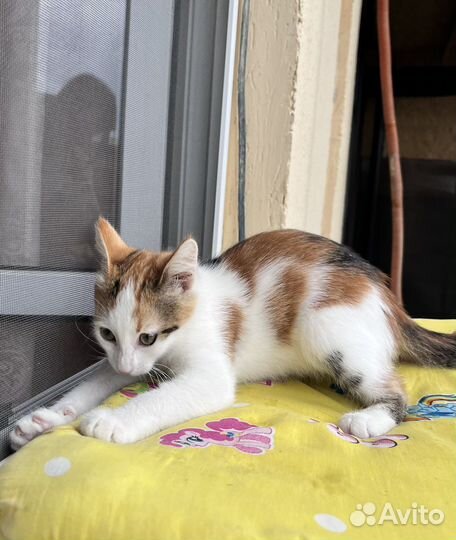 Кошка котенок