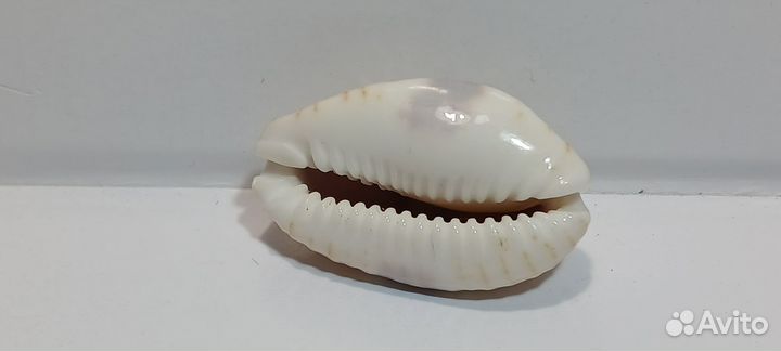 Дракаена 3,40 морская ракушка раковина