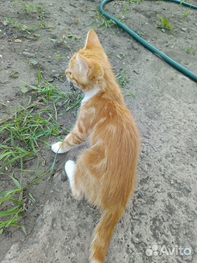 Милые котята