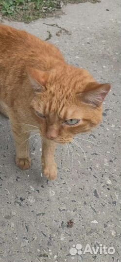 Рыжий котик без когтей