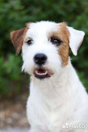 Парсон рассел терьер вязка