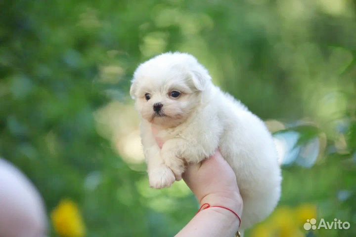 Настоящие мини Мальтезе девочки РКФ