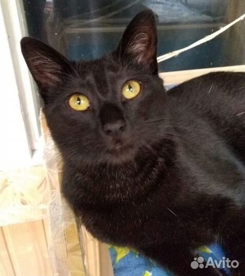 Шикарная черная кошечка ищет передержку или дом