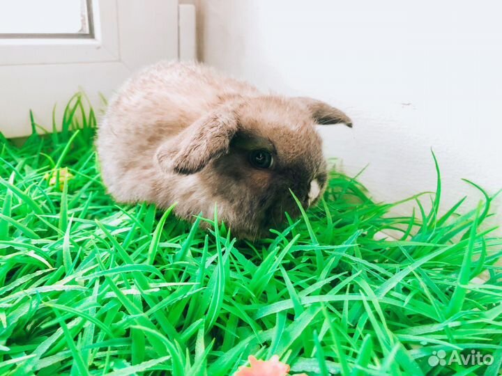 Карликовый кролик - хотот и другие породы