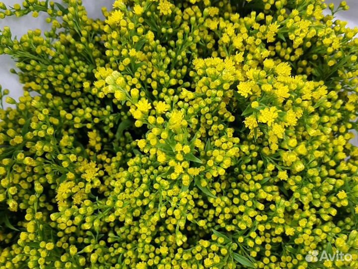 Золотарник/ солидаго