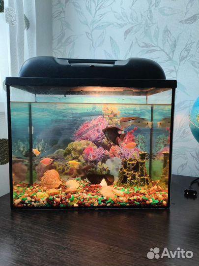 Аквариум с рыбками
