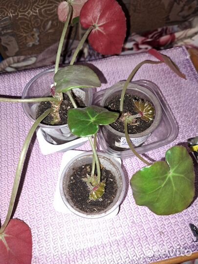 Бегония Фиста и Воротничковая