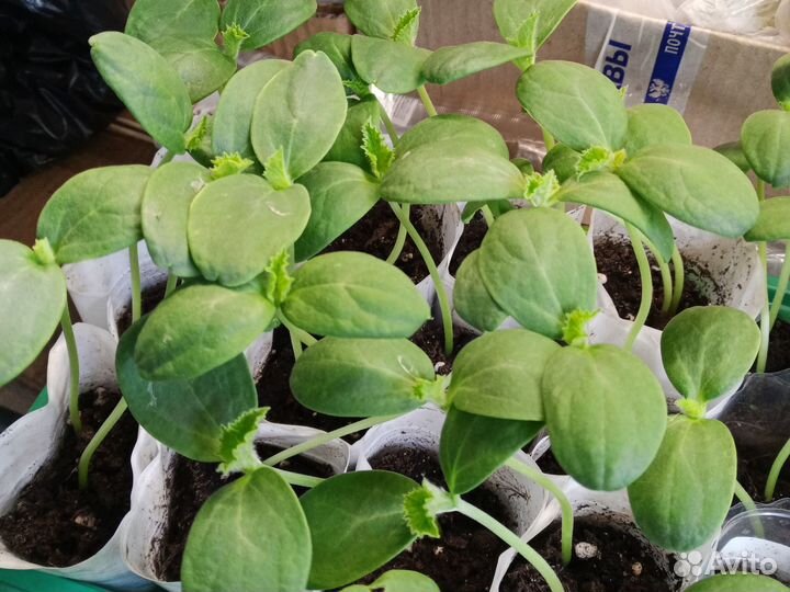 Рассада дыни