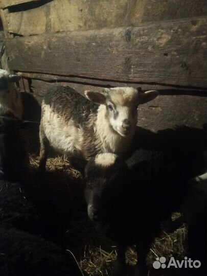 Овцы, бараны, ягнята