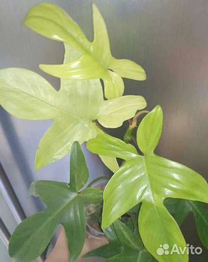 Филодендрон Флорида Бьюти Альба