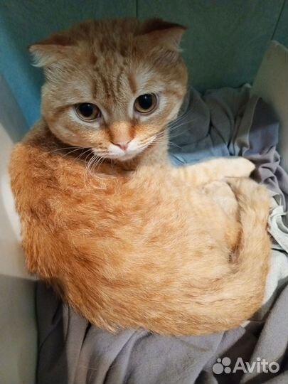 Рыжий кот