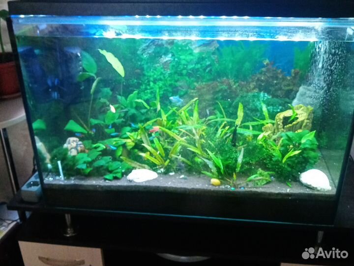 Аквариум