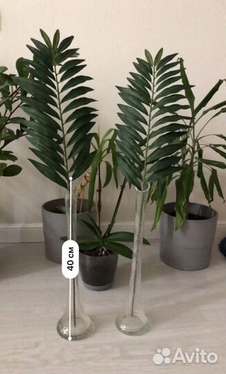 Ваза, папоротник