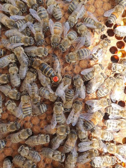 Пчёлы Ф1 с ульями + 2 магазина