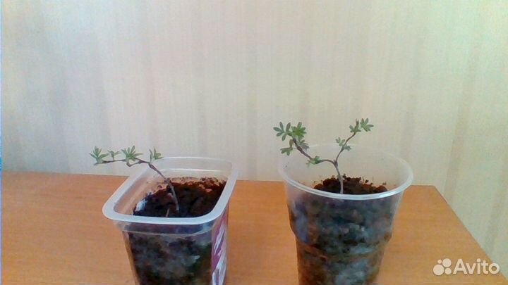 Лапчатка желтая саженцы