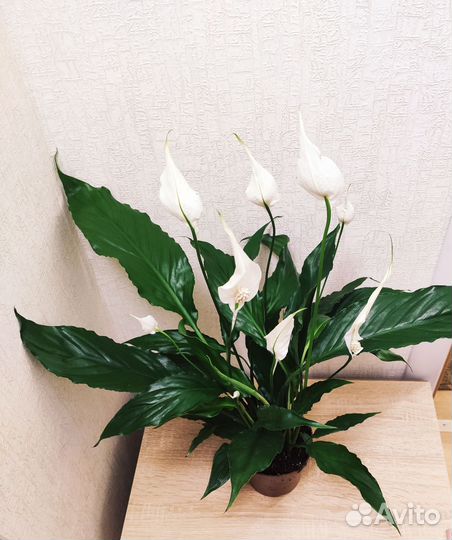 Спатифиллумы сортовые