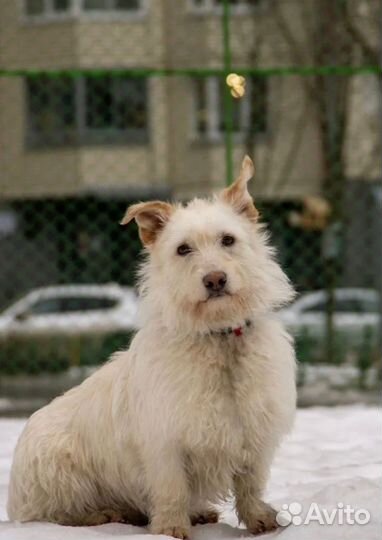 Лея ищет дом