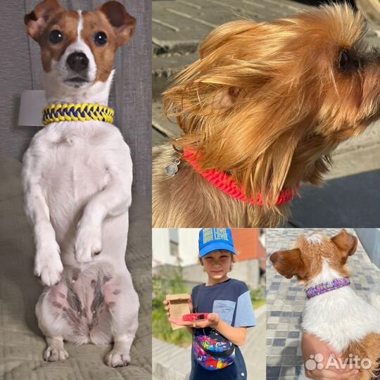 Ошейник из паракорда на заказ