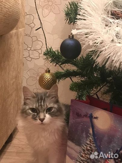 Отдам в добрые руки