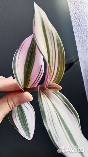 Традесканция