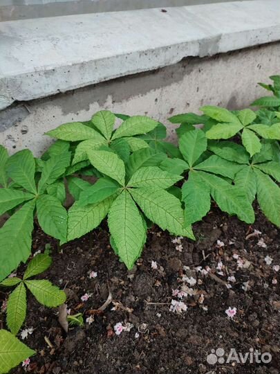 Саженцы каштана