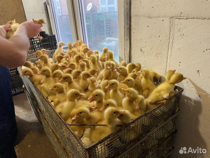 Утята подрощенные оптом