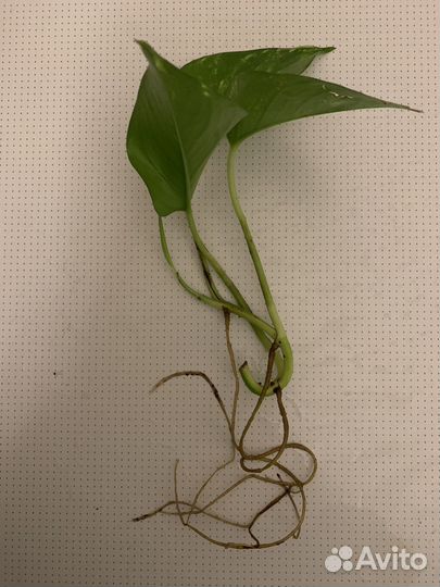 Сциндапсус