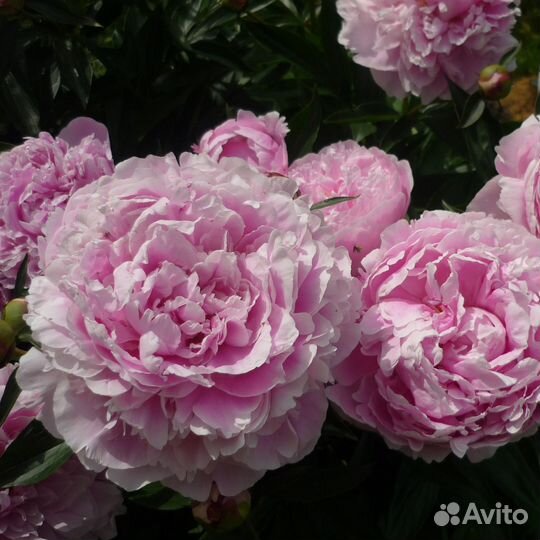 Пион Сара Бернар