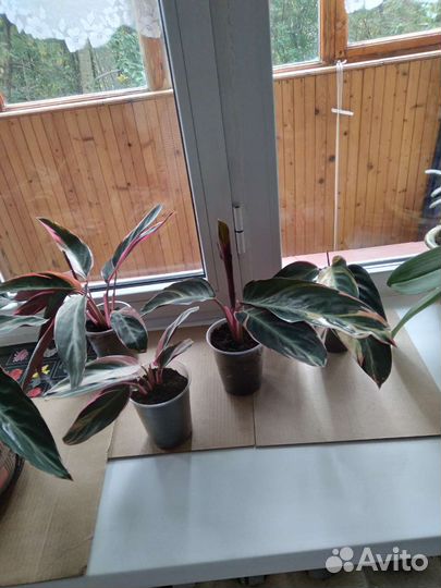 Страманта триколор,молодые растения