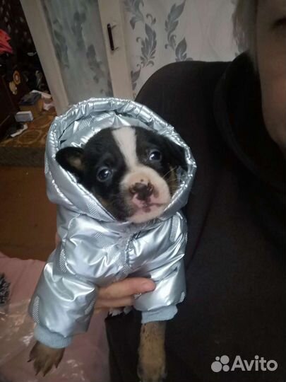 Зимний комбинезон для маленькой собаки