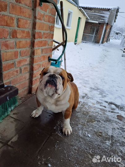 Английский бульдог,вязка